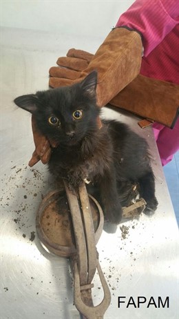 Fwd: GATO MALTRATADO POR UN CEPO