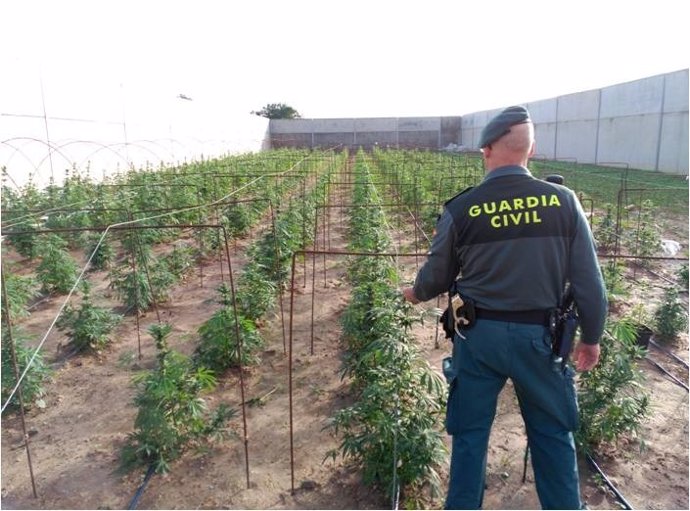 Operación Bozales contra el cultivo de marihuana