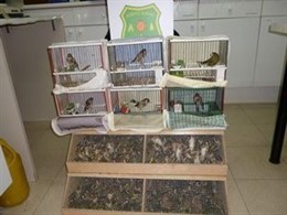 Pájaros fringílidos intervenidos en Sant Cugat