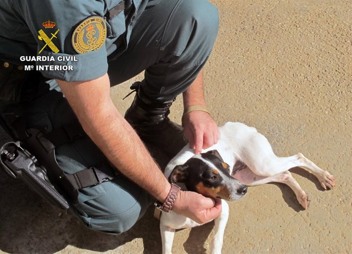 Imagen de uno de los perros rescatados