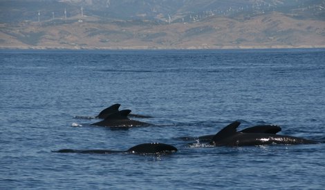 Cooperación y Desarrollo