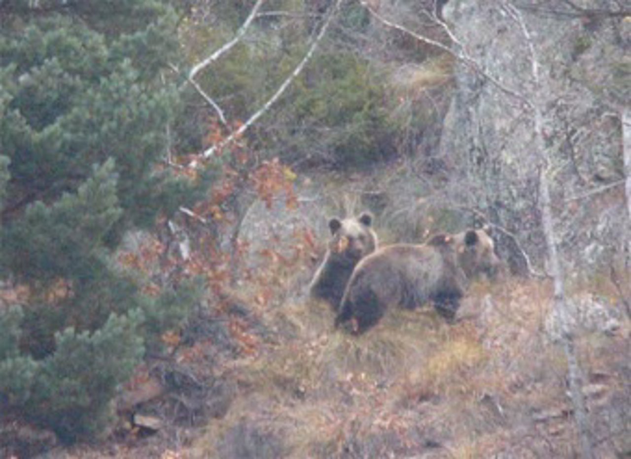 Casa del Oso Bru de Isil busca nombres del Pallars para dos cachorros