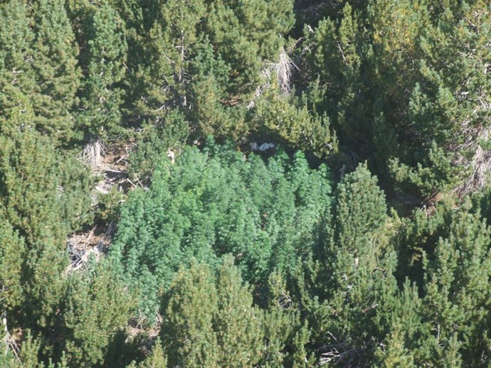 Plantas internvenidas en una de las 21 actuaciones en la Alpujarra.
