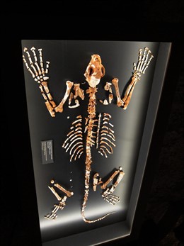 Esqueleto casi completo del leopardo europeo prehistórico Panthera pardus