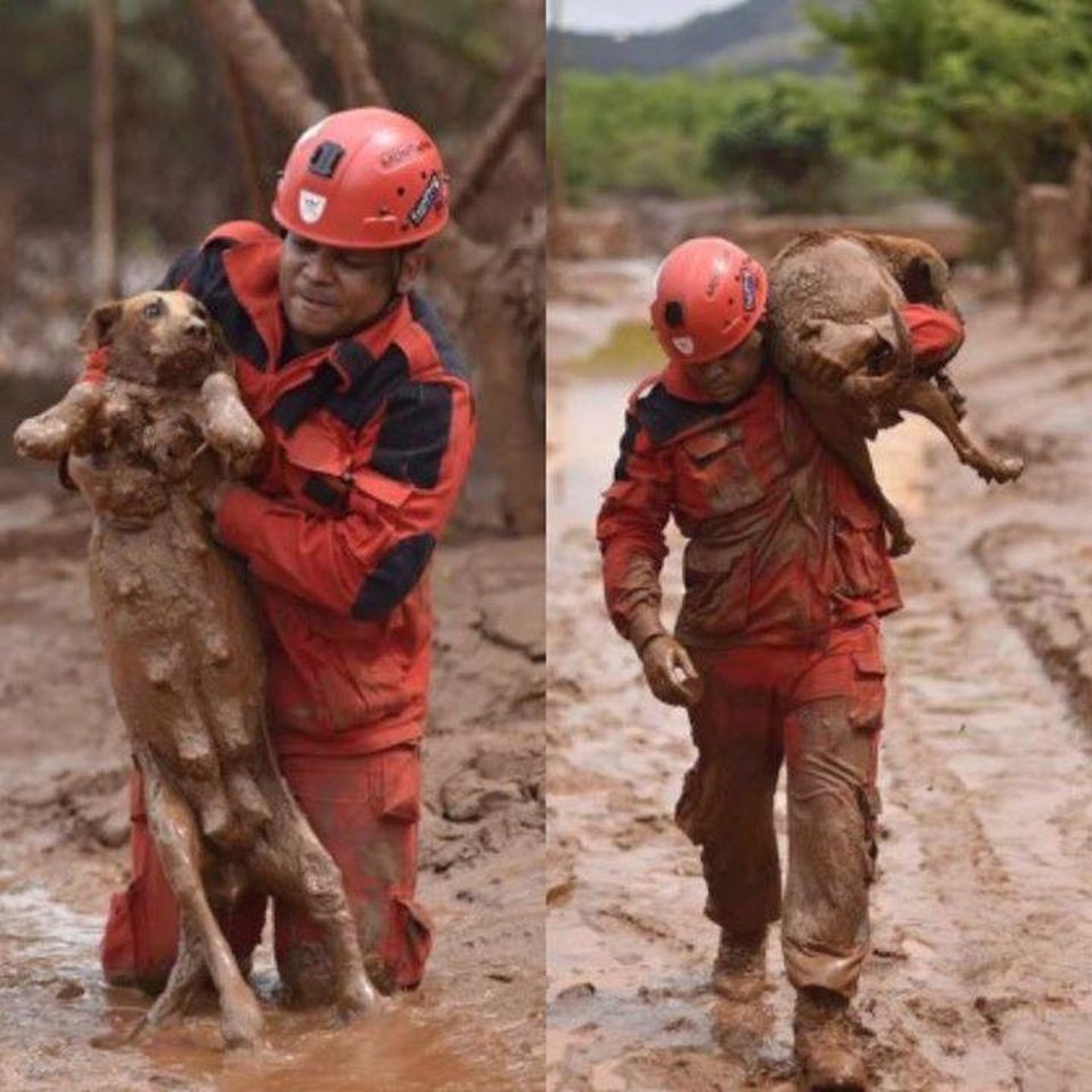 Este bombero salva al perro que quedó sepultado por el alud de Mariana en Brasil