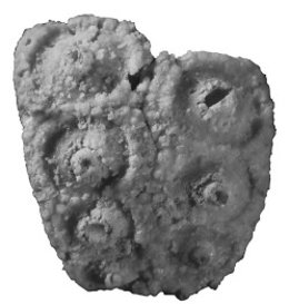 Fósil de erizo de mar