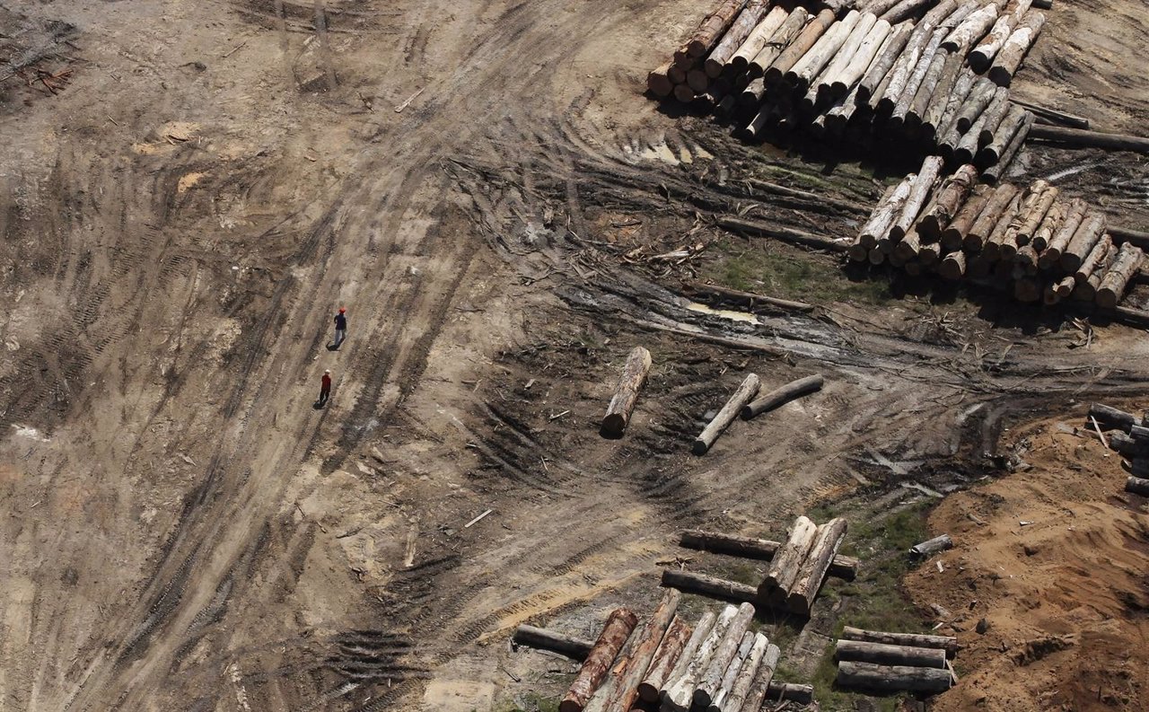 Desmantelan una red de tala ilegal que actuaba en el territorio de un pueblo ind