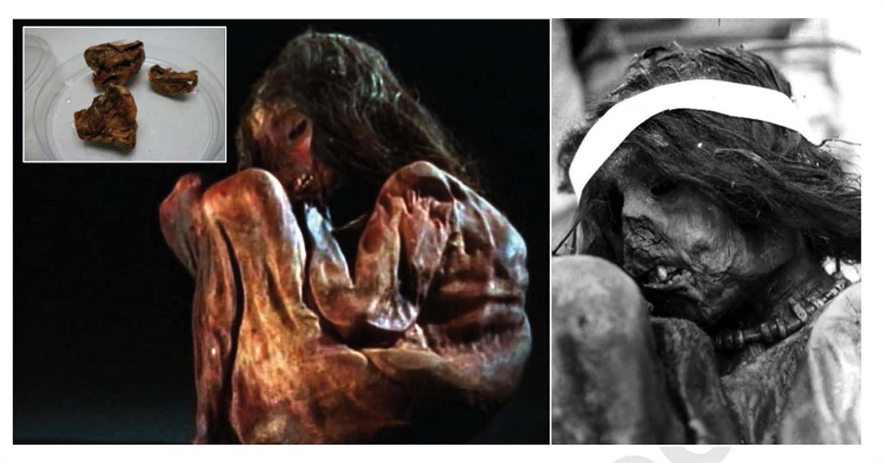 Investigadores de la USC secuencian genoma completo de momia.