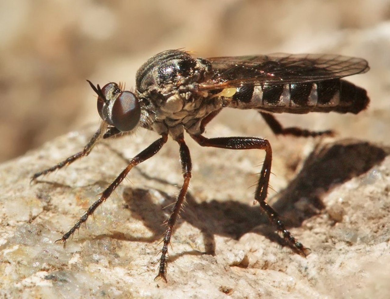 Mosca