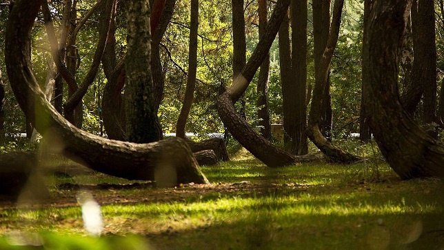 Crooked Forest, el misterioso bosque torcido de Polonia