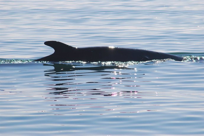 Ballena avistada en el Puerto de Barcelona