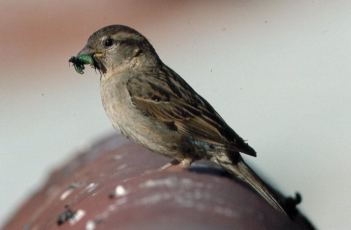 Gorrión común con insecto