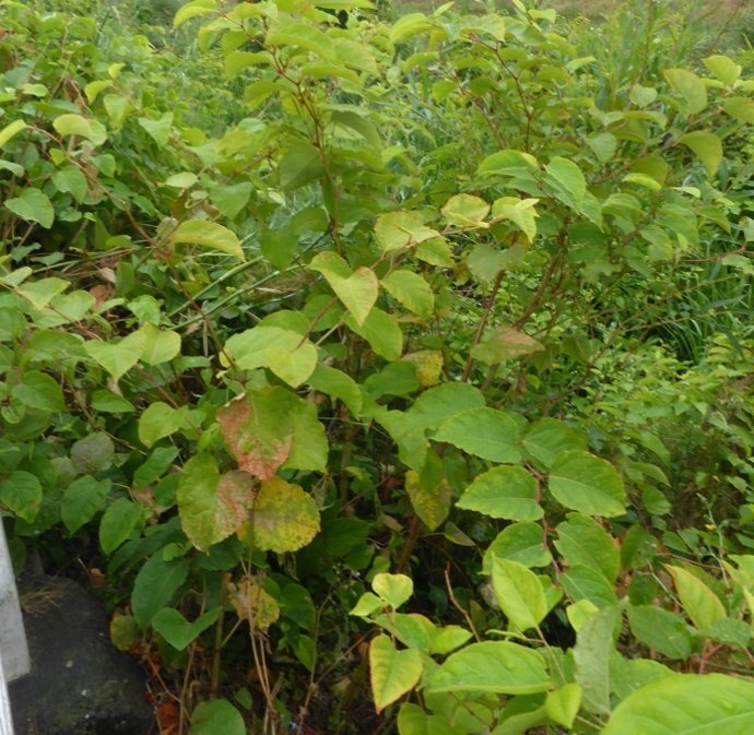 P.O. 2015 Kanpaina Espezie Inbaditzaileak Kendu Eta Kontrolatzeko N.P. Campaña 2