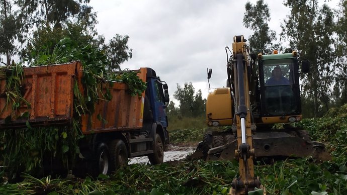 Trabajos camalote