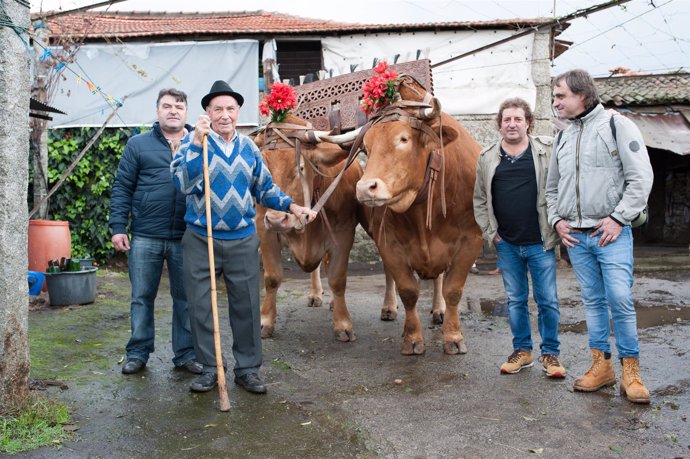 VIÑASPRE Y JACA CON LOS BUEYES SELECCIONADOS 