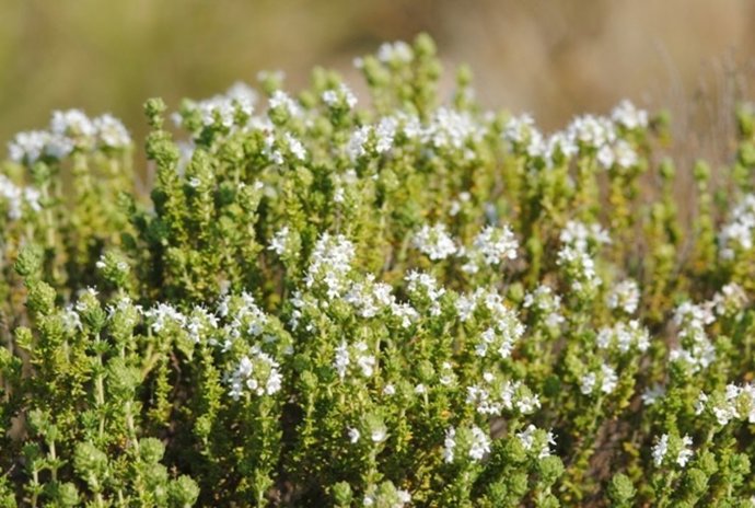 Medio Ambiente inicia trabajos para preservar el tomillo carnoso