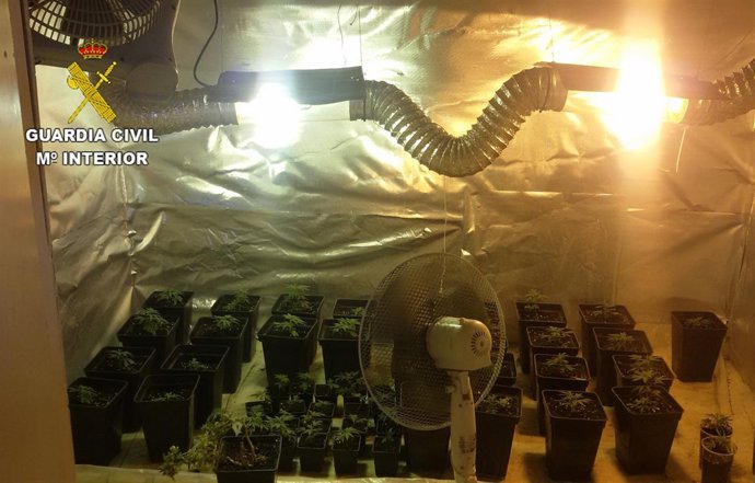 PLANTACIÓN DE MARIHUANA