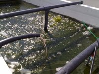 Los purines de granjas porcinas, alimento en el cultivo de microalgas