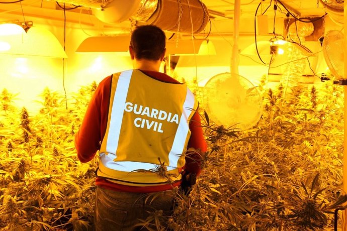 Un detenido por tener una plantación con 367 plantas de marihuana en Tarragona