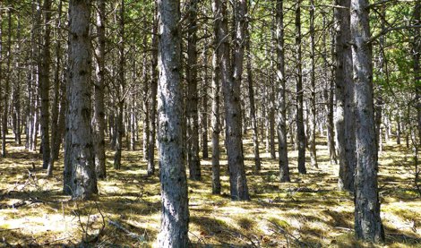 Cooperación y Desarrollo