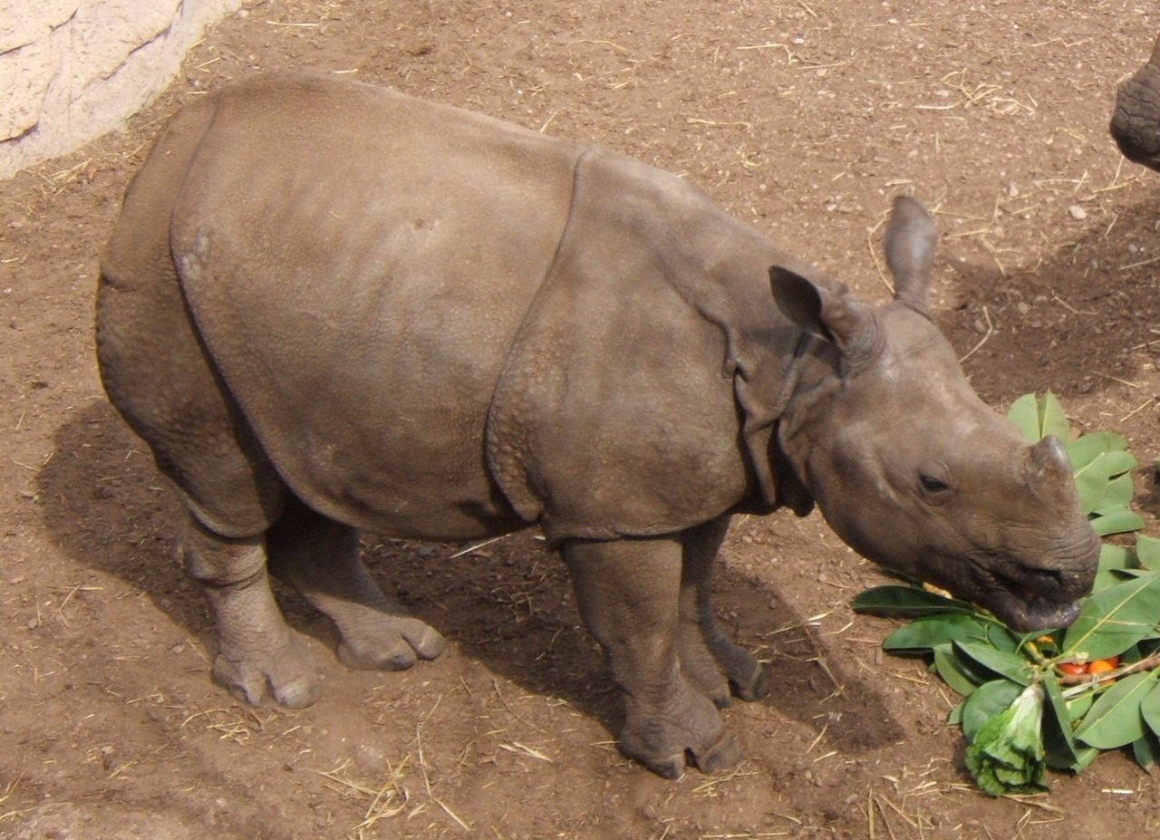 Shusto, el rinoceronte de Terra Natura
