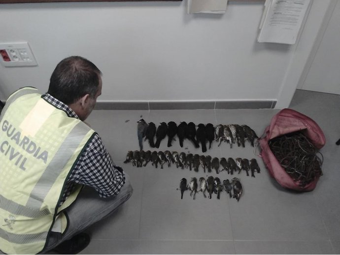 Aves insectívoras intervenidas junto a las trampas ilegales
