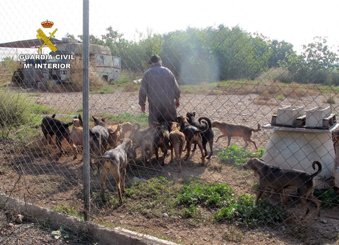 La Guardia Civil Esclarece Un Delito De Abandono Animal En El Que Un Perro Fue A