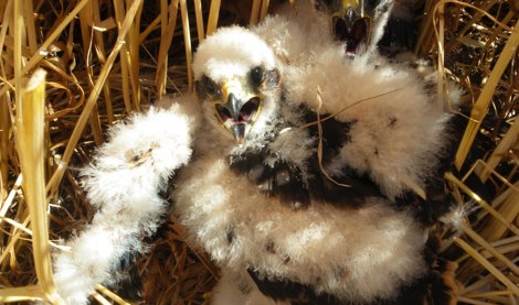 Cooperación y Desarrollo