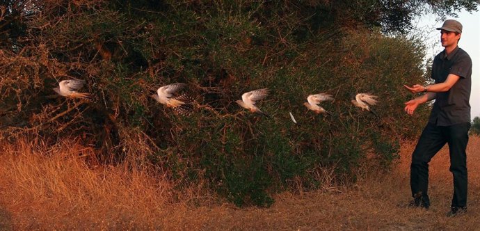 Liberación de cucos