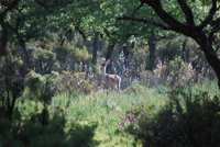 Ministerio de Agricultura destaca el "excelente estado de salud" de Cabañeros en su 20 aniversario como Parque Nacional