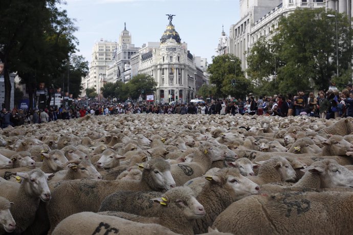  Fiesta De La Trashumancia, Ovejas Recorren El Centro De Madrid, Gran Vía