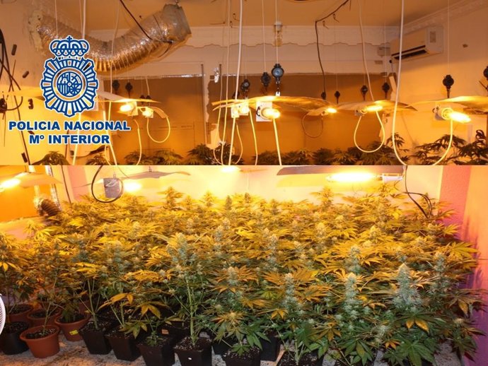 Plantas de marihuana en la plantación desmantelada por la Policía.