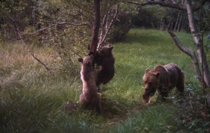 Oseznos nacidos en 2014 en el Pirineo con su madre, conocida como Caramelles