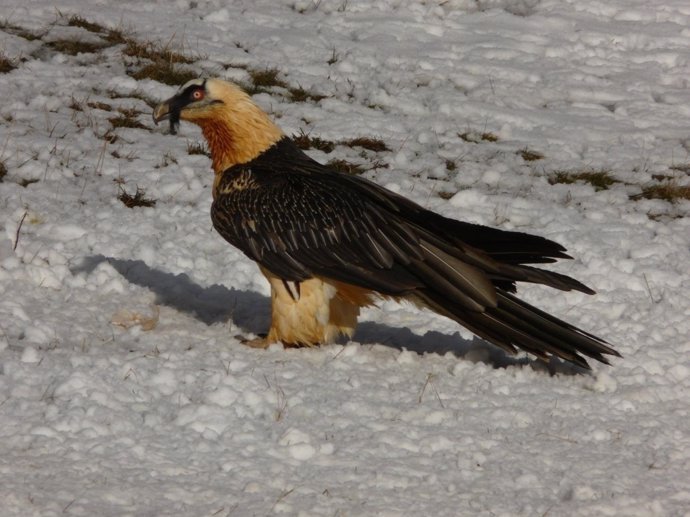 IImagen de un quebrantahuesos en el Pirineo 