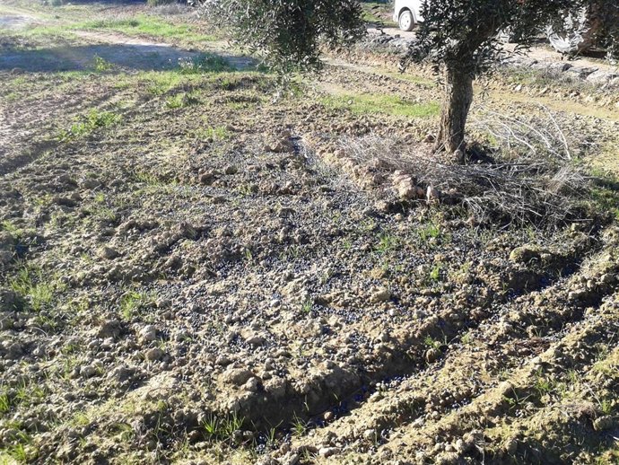 La cosecha de aceitunas cae un 20% en Catalunya por el temporal