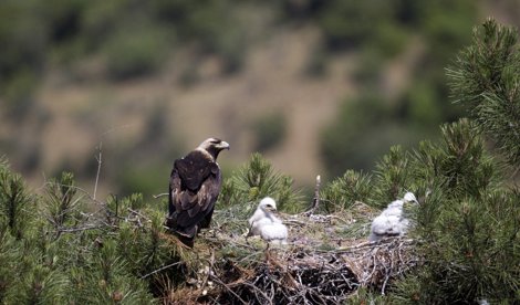 Cooperación y Desarrollo