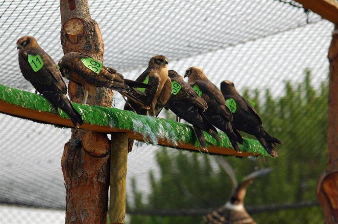 Pollos de aguilucho cenizo