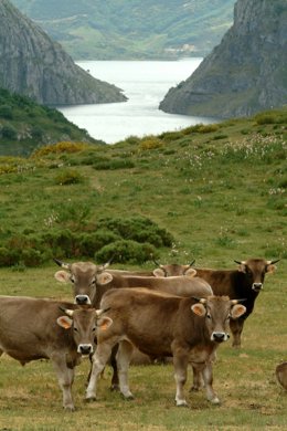 Bueyes del Valle del Esla 