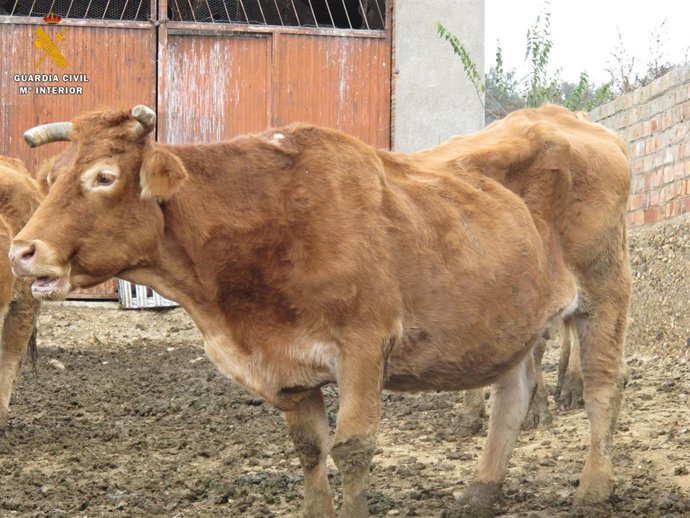 Los animales se encontraban en unas condiciones deplorables