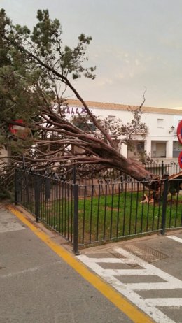 La sabina símbolo de San Antonio de Benagéber caída por el viento