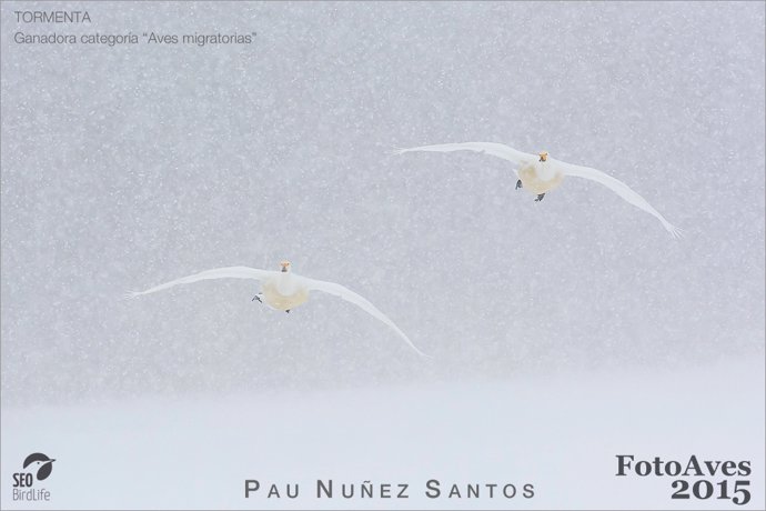 Premio FotoAves 2015 de SEO/BirdLife 