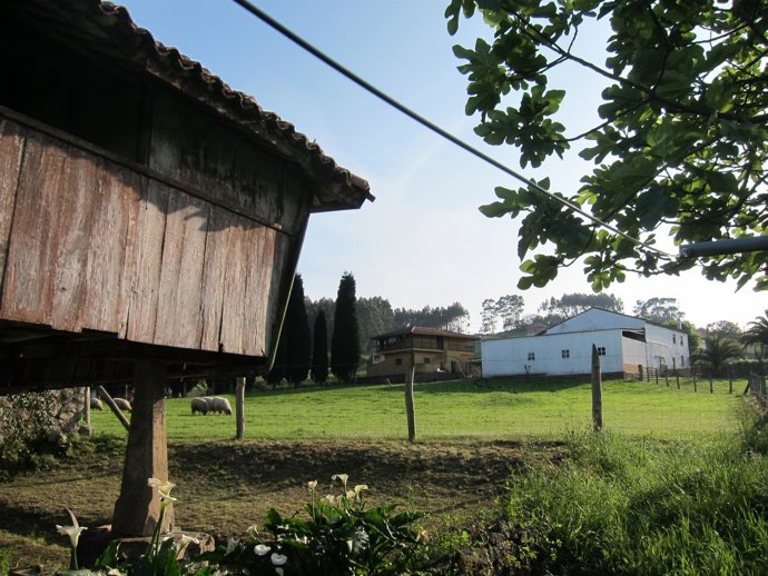 Campo, rural.