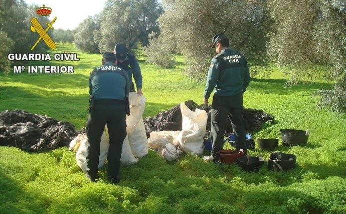 Aceitunas robadas en Almonte e Hinojos (Huelva).
