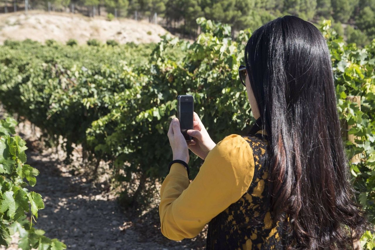 Una turista visita una viña de Matarromera. 