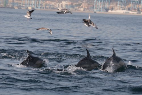 Delfines en El Estrecho
