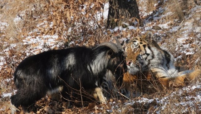 La cabra Timur y el tigre Amur