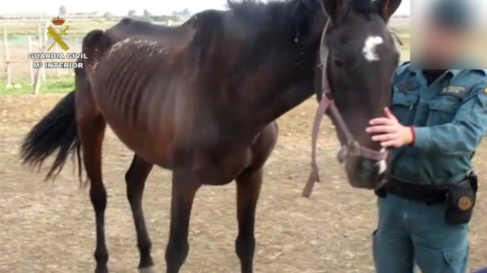Imputado un hombre en Huelva por maltrato a un caballo