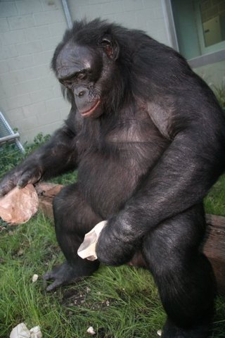 Bonobo usando herramientas