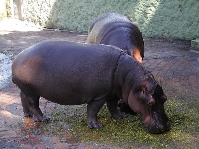 Hipopótamos de la antigua finca Nápoles de Pablo Escobar