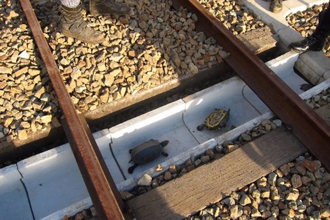 En Japón, mejoran las vías del tren para hacerlas más seguras para las tortugas